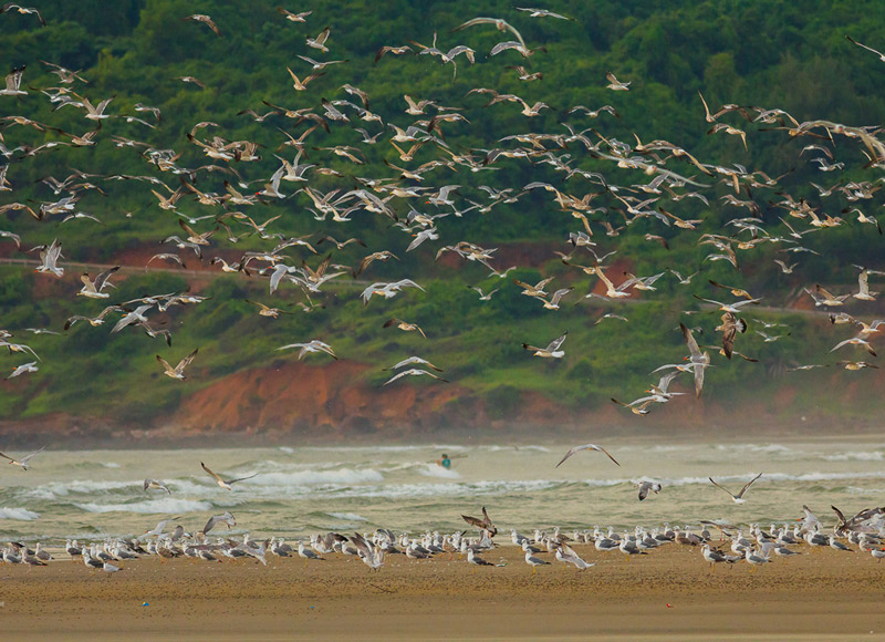 Gulls&Terns-areybeach